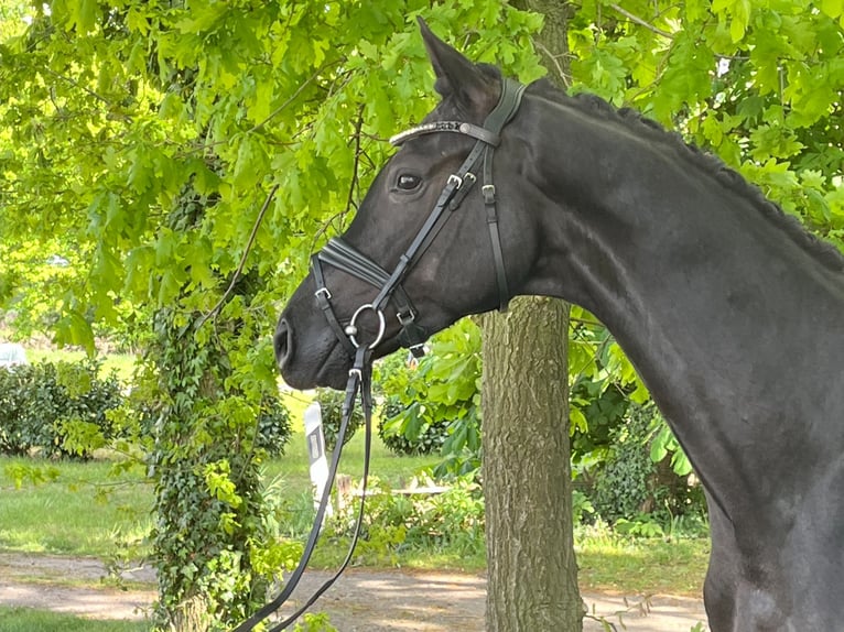 Oldenburger Wallach 4 Jahre 162 cm Schwarzbrauner in Bakum