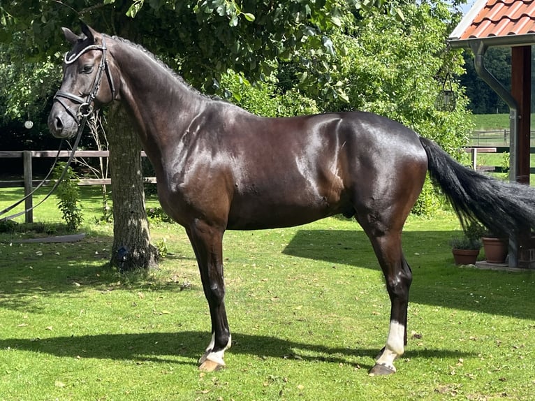 Oldenburger Wallach 4 Jahre 162 cm Schwarzbrauner in Bakum