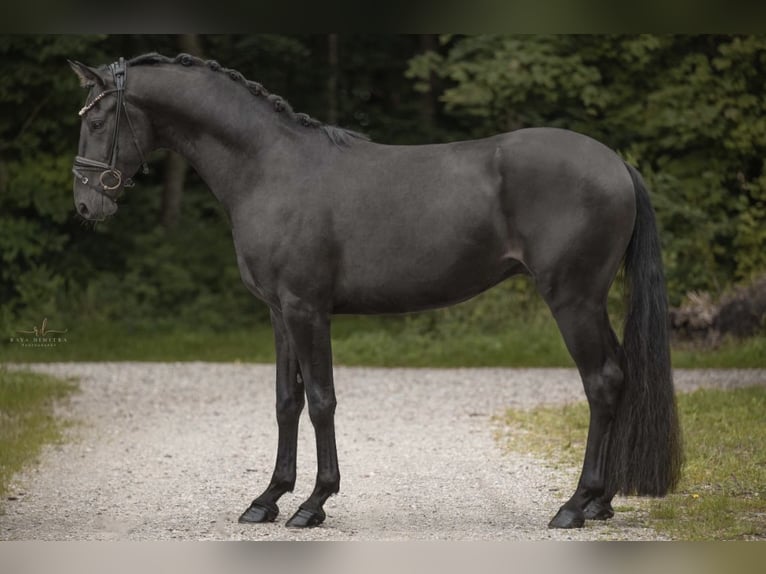 Oldenburger Wallach 4 Jahre 162 cm Schwarzbrauner in Wehringen