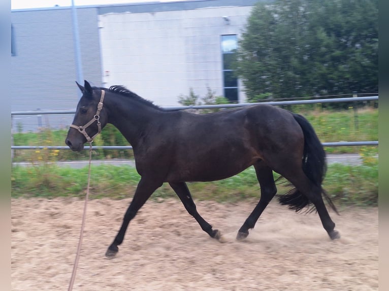 Oldenburger Wallach 4 Jahre 162 cm Schwarzbrauner in Vlotho