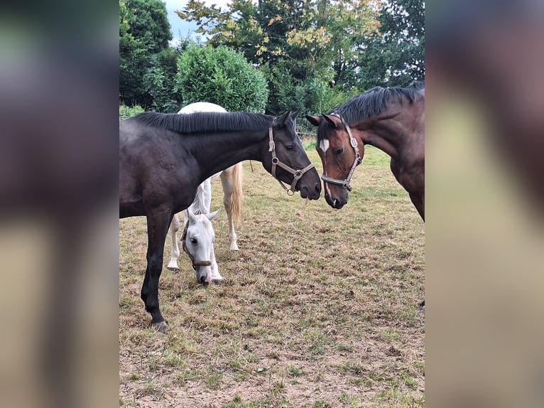 Oldenburger Wallach 4 Jahre 162 cm Schwarzbrauner in Vlotho