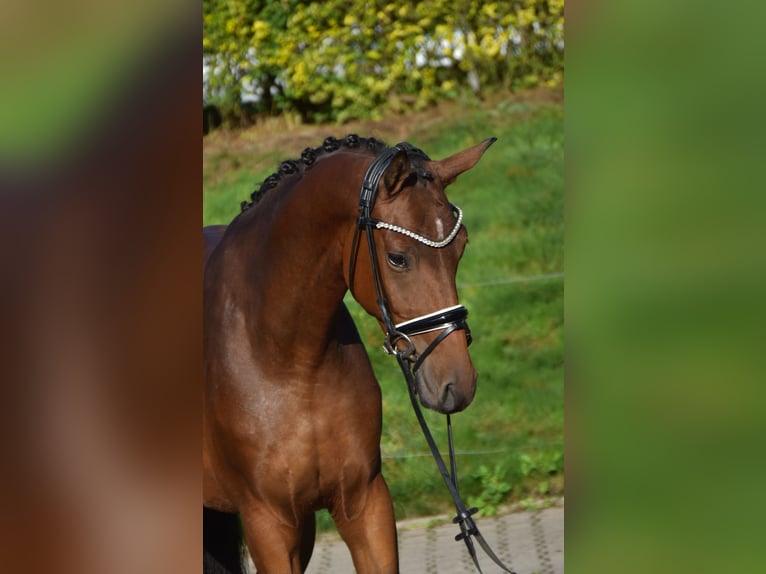 Oldenburger Wallach 4 Jahre 163 cm Brauner in F&#xFC;rstenau