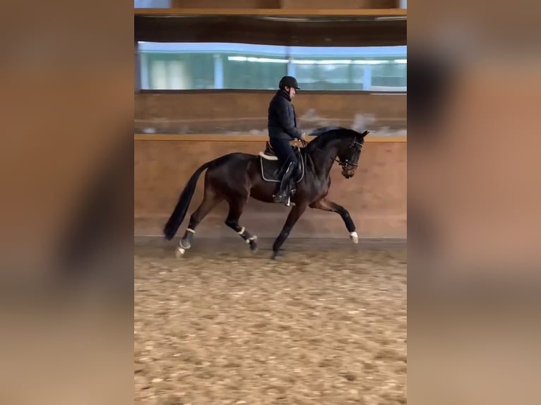 Oldenburger Wallach 4 Jahre 163 cm Dunkelbrauner in Lengerich