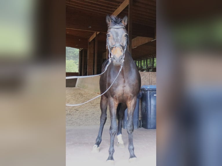 Oldenburger Wallach 4 Jahre 163 cm Dunkelbrauner in Haltern am See
