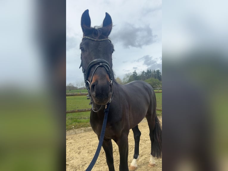 Oldenburger Wallach 4 Jahre 164 cm Dunkelbrauner in Coesfeld