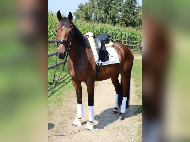 Oldenburger Wallach 4 Jahre 164 cm Dunkelbrauner in Ennepetal
