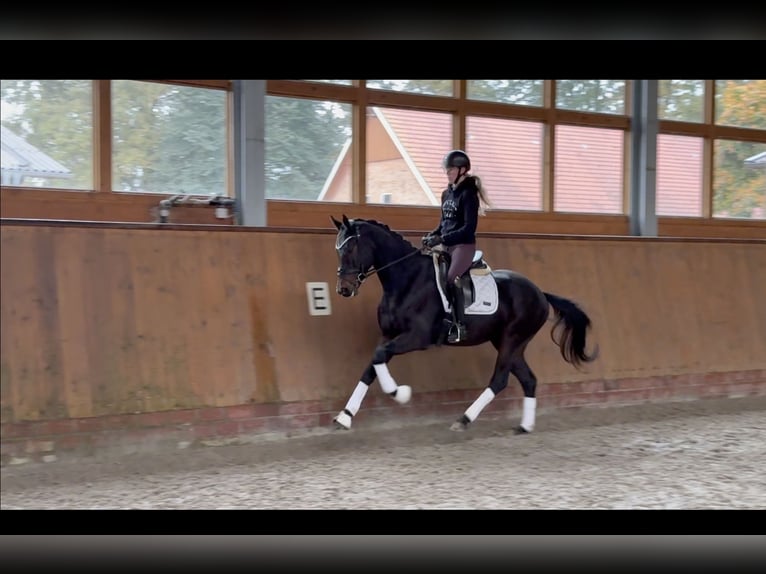 Oldenburger Wallach 4 Jahre 164 cm Dunkelbrauner in Essen (Oldenburg)