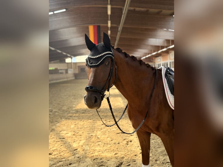 Oldenburger Wallach 4 Jahre 164 cm Fuchs in Hofgeismar