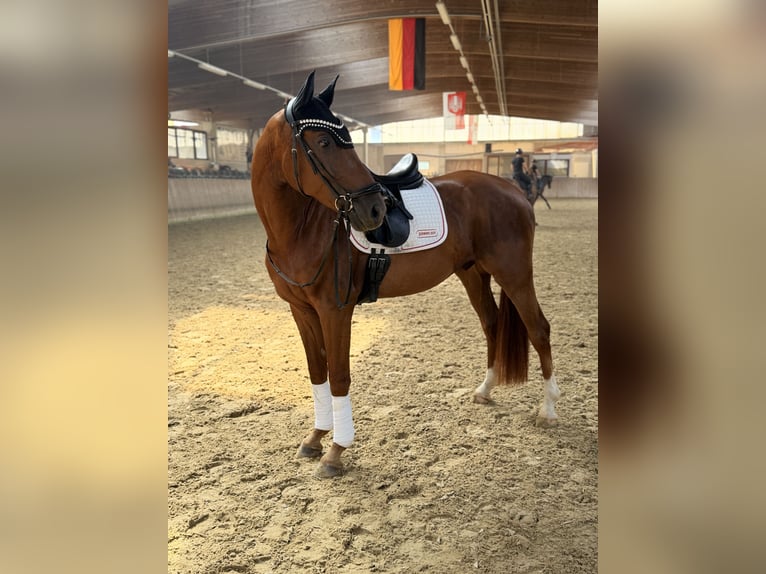 Oldenburger Wallach 4 Jahre 164 cm Fuchs in Hofgeismar