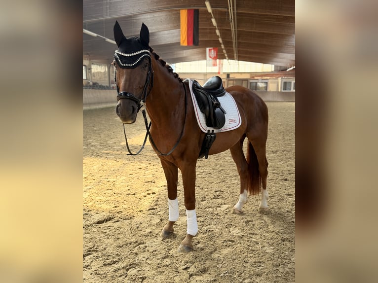 Oldenburger Wallach 4 Jahre 164 cm Fuchs in Hofgeismar