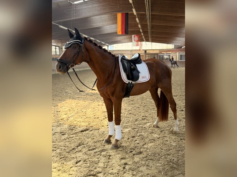 Oldenburger Wallach 4 Jahre 164 cm Fuchs in Hofgeismar