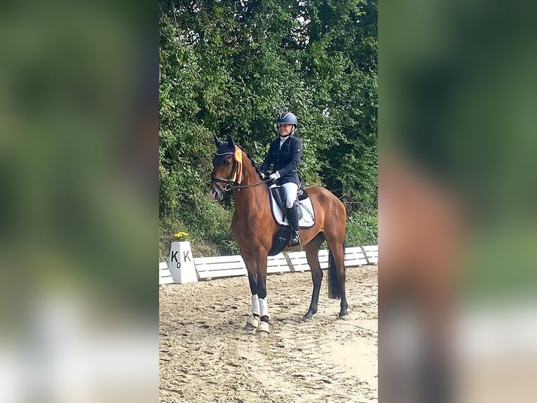 Oldenburger Wallach 4 Jahre 165 cm Brauner in Eckenroth