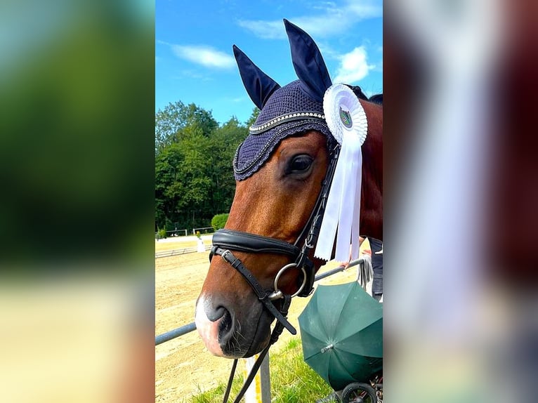 Oldenburger Wallach 4 Jahre 165 cm Brauner in Eckenroth