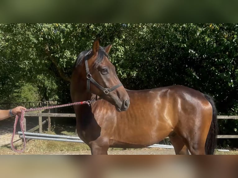 Oldenburger Wallach 4 Jahre 165 cm Brauner in Molbergen