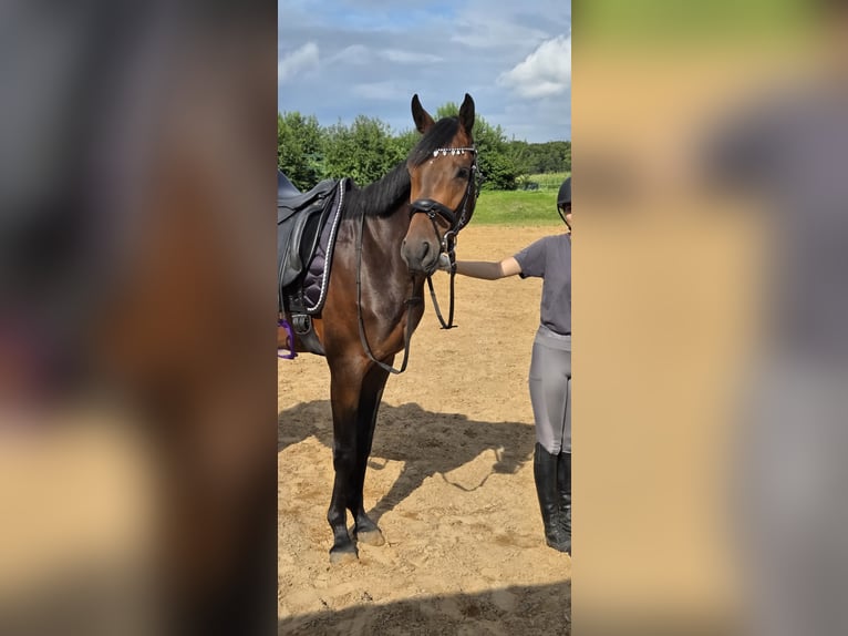 Oldenburger Wallach 4 Jahre 165 cm Brauner in Behlendorf