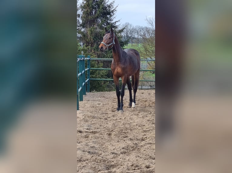 Oldenburger Wallach 4 Jahre 165 cm Brauner in Behlendorf