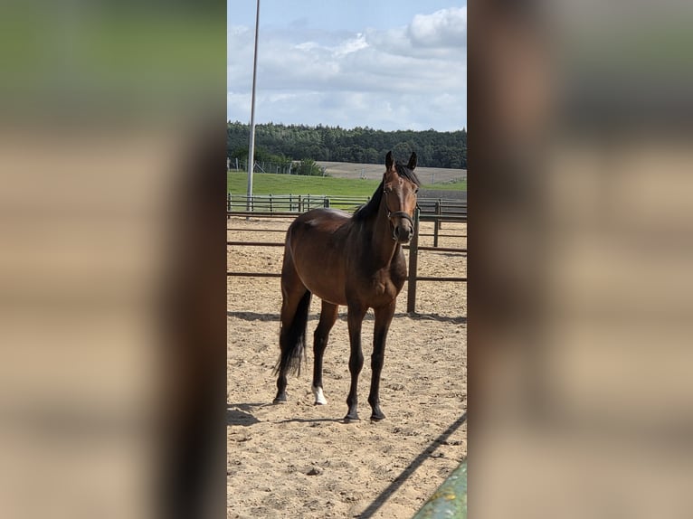 Oldenburger Wallach 4 Jahre 165 cm Brauner in Behlendorf
