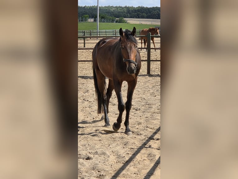 Oldenburger Wallach 4 Jahre 165 cm Brauner in Behlendorf