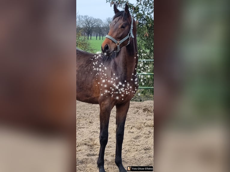 Oldenburger Wallach 4 Jahre 165 cm Brauner in Behlendorf