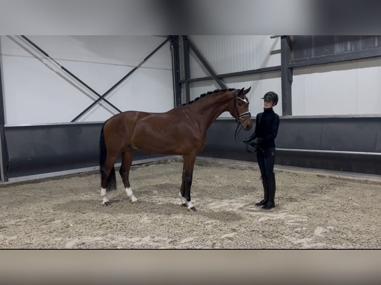 Oldenburger Wallach 4 Jahre 165 cm Brauner in Meckenheim
