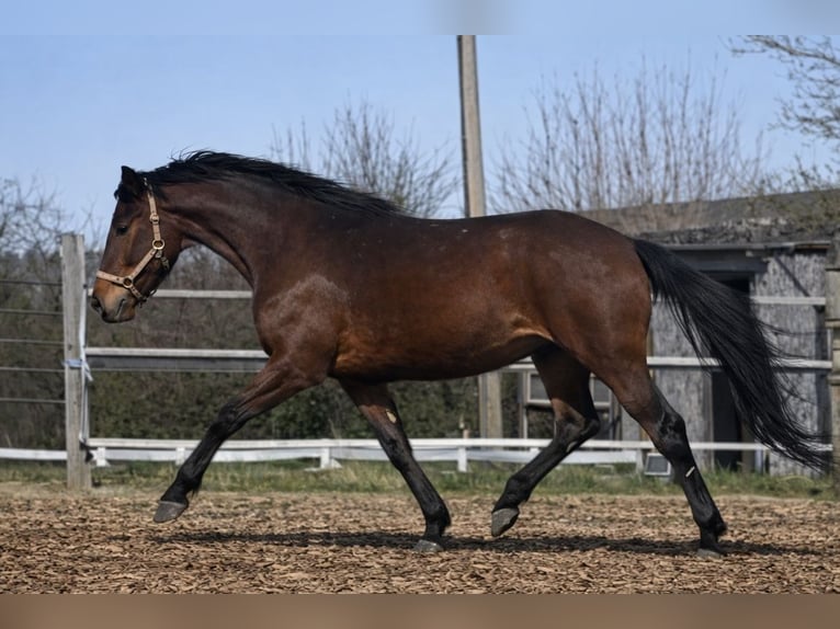 Oldenburger Wallach 4 Jahre 165 cm Brauner in Prichsenstadt