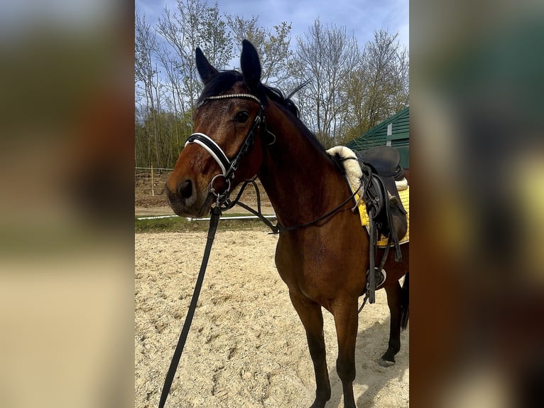 Oldenburger Wallach 4 Jahre 165 cm Brauner in Prichsenstadt