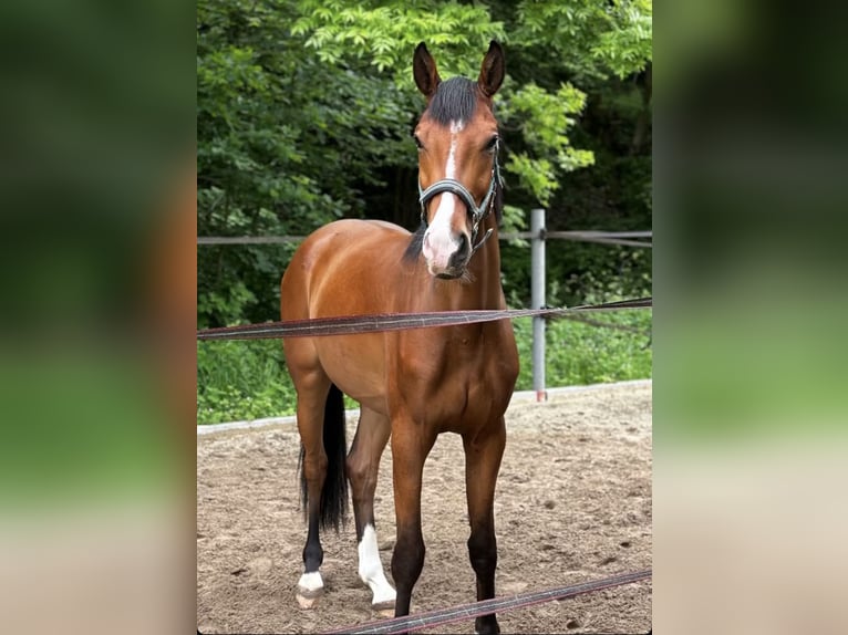Oldenburger Wallach 4 Jahre 165 cm Brauner in Neuwied