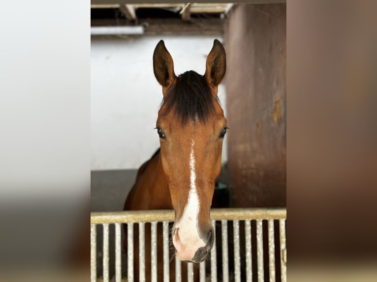 Oldenburger Wallach 4 Jahre 165 cm Brauner in Neuwied