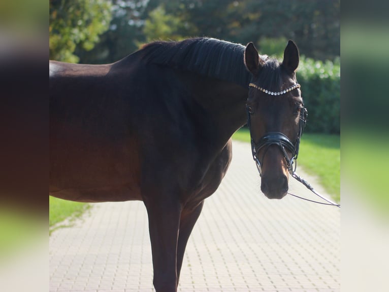 Oldenburger Wallach 4 Jahre 165 cm Brauner in Warendorf