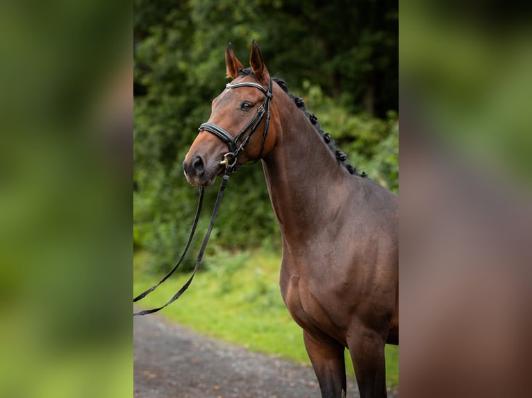 Oldenburger Wallach 4 Jahre 165 cm Brauner in Siegen Oldenburger Wallach 4 Jahre 165 cm Brauner in Siegen