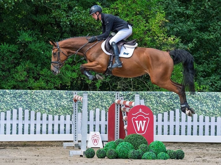 Oldenburger Wallach 4 Jahre 165 cm Brauner in M&#xFC;nster