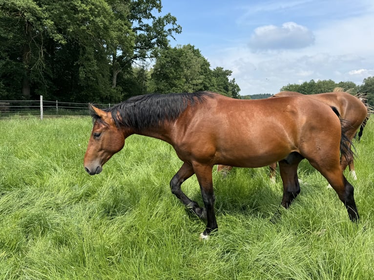 Oldenburger Wallach 4 Jahre 165 cm Brauner in Nienburg (Weser) Holtorf