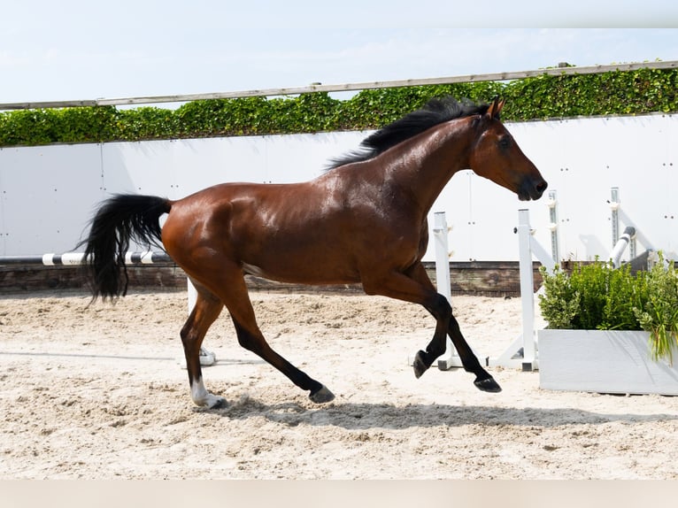 Oldenburger Wallach 4 Jahre 165 cm Brauner in Waddinxveen