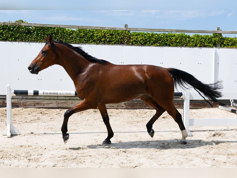 Oldenburger Wallach 4 Jahre 165 cm Brauner in Waddinxveen