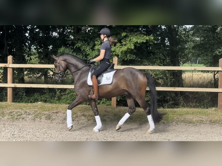 Oldenburger Wallach 4 Jahre 165 cm Dunkelbrauner in Ganderkesee