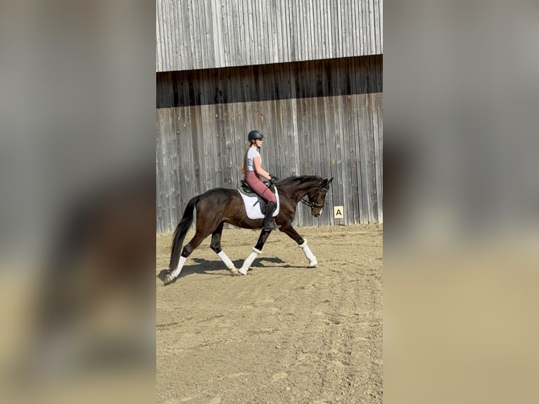 Oldenburger Wallach 4 Jahre 165 cm Dunkelbrauner in Hohenbrunn