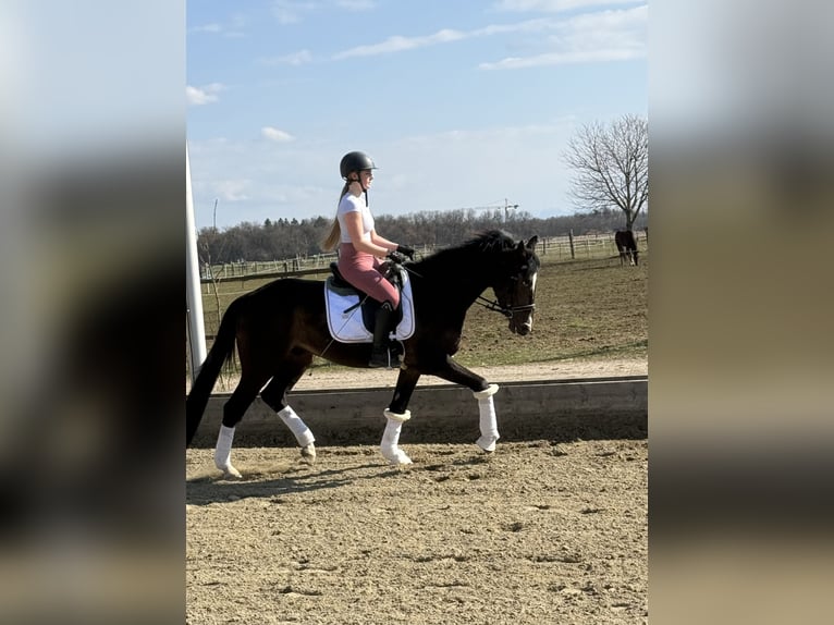 Oldenburger Wallach 4 Jahre 165 cm Dunkelbrauner in Hohenbrunn