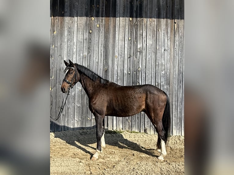 Oldenburger Wallach 4 Jahre 165 cm Dunkelbrauner in Hohenbrunn