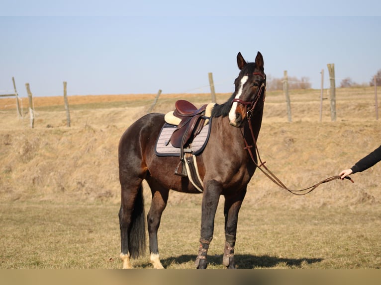 Oldenburger Mix Wallach 4 Jahre 165 cm Dunkelbrauner in Drosendorf