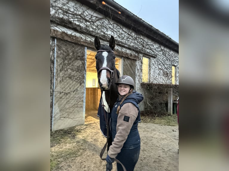 Oldenburger Mix Wallach 4 Jahre 165 cm Dunkelbrauner in Drosendorf