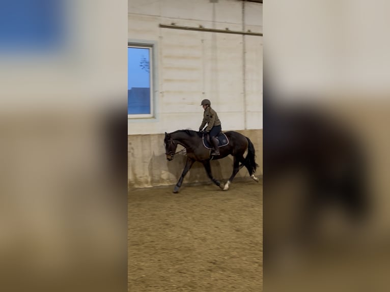 Oldenburger Mix Wallach 4 Jahre 165 cm Dunkelbrauner in Drosendorf