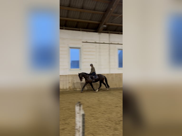 Oldenburger Mix Wallach 4 Jahre 165 cm Dunkelbrauner in Drosendorf