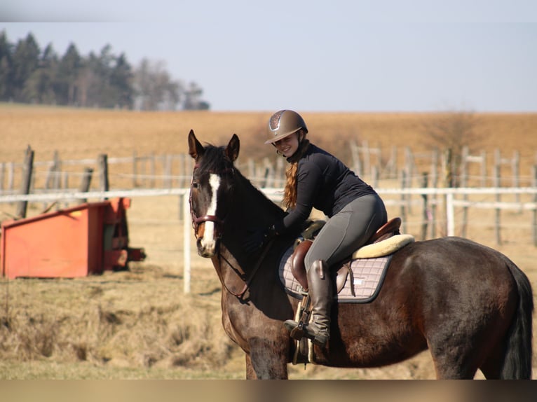 Oldenburger Mix Wallach 4 Jahre 165 cm Dunkelbrauner in Drosendorf