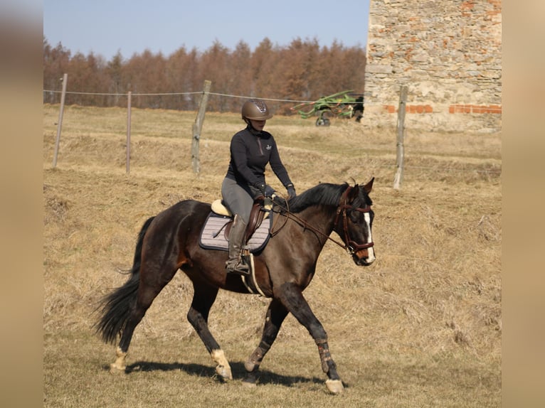 Oldenburger Mix Wallach 4 Jahre 165 cm Dunkelbrauner in Drosendorf