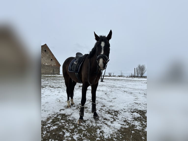 Oldenburger Mix Wallach 4 Jahre 165 cm Dunkelbrauner in Drosendorf