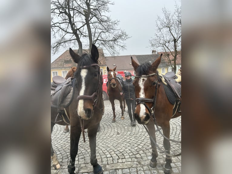 Oldenburger Mix Wallach 4 Jahre 165 cm Dunkelbrauner in Drosendorf