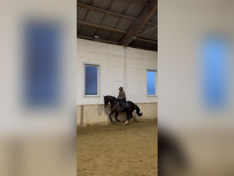 Oldenburger Mix Wallach 4 Jahre 165 cm Dunkelbrauner in Drosendorf