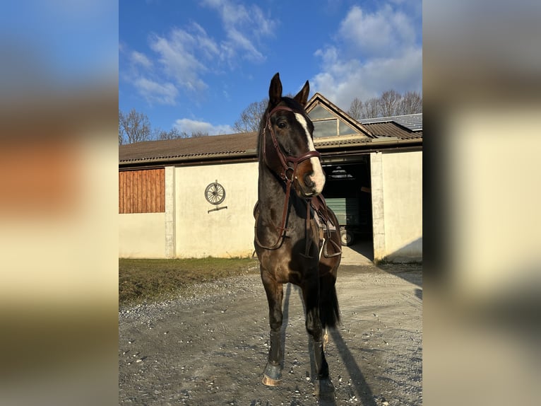 Oldenburger Mix Wallach 4 Jahre 165 cm Dunkelbrauner in Drosendorf