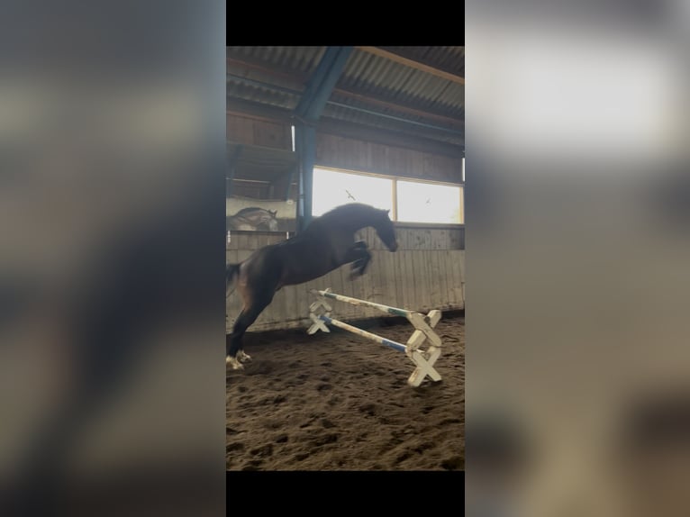 Oldenburger Mix Wallach 4 Jahre 165 cm Dunkelbrauner in Drosendorf