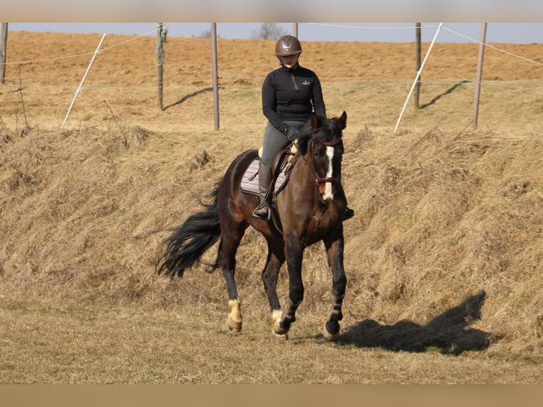 Oldenburger Mix Wallach 4 Jahre 165 cm Dunkelbrauner in Drosendorf